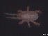 ( - MPUJ_ENT 0064600)  @11 [ ] CreativeCommons - Attribution Non-Commercial Share-Alike (2019) Eric Palevsky Agricultural Research Organization