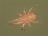  ( - USNMENT 01021751)  @11 [ ] CreativeCommons - Attribution Non-Commercial Share-Alike (2019) Eric Palevsky Agricultural Research Organization