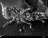  ( - USNMENT 01021763)  @11 [ ] CreativeCommons - Attribution Non-Commercial Share-Alike (2019) Eric Palevsky Agricultural Research Organization