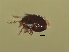  (Galumna virginiensis - USNMENT 01021774)  @11 [ ] CreativeCommons - Attribution Non-Commercial Share-Alike (2019) Eric Palevsky Agricultural Research Organization
