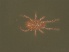  ( - USNMENT 01021882)  @11 [ ] CreativeCommons - Attribution Non-Commercial Share-Alike (2019) Eric Palevsky Agricultural Research Organization
