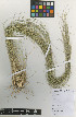  (Nassella filiculmis - IIBCE11)  @11 [ ] CreativeCommons - Attribution Share-Alike (2019) Unspecified Universidad de la Republica, Facultad de Agronomia, Bernardo Rosengurtt Herbarium