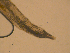  ( - PAVEA_T.canis)  @11 [ ] CreativeCommons - Attribution Share-Alike (2021) Unspecified University of Veterinary Medicine, Vienna