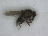  ( - PAVEA_PhOOe-B08)  @11 [ ] by-sa - CreativeCommons - Attribution Share-Alike  Unspecified University of Veterinary Medicine, Vienna