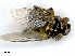  ( - PAVEA_PL2A)  @11 [ ] by-sa - CreativeCommons - Attribution Share-Alike  Unspecified University of Veterinary Medicine, Vienna