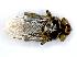  ( - PAVEA_PL5A)  @11 [ ] by-sa - CreativeCommons - Attribution Share-Alike  Unspecified University of Veterinary Medicine, Vienna