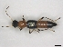  (Paederus balcanicus - PAVEA_P14)  @11 [ ] CreativeCommons - Attribution Share-Alike (2021) Karin Bakran Lebl Austrian Agency for Health and Food Safety