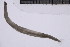  ( - CC00150)  @11 [ ] by-nc-sa (2024) Luis Martell University Museum of Bergen, Natural History Collections