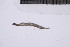  ( - CC00153)  @11 [ ] by-nc-sa (2024) Luis Martell University Museum of Bergen, Natural History Collections