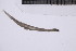  ( - CC00156)  @11 [ ] by-nc-sa (2024) Luis Martell University Museum of Bergen, Natural History Collections