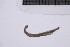  ( - CC00157)  @11 [ ] by-nc-sa (2024) Luis Martell University Museum of Bergen, Natural History Collections