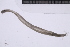  ( - CC00172)  @11 [ ] by-nc-sa (2024) Luis Martell University Museum of Bergen, Natural History Collections