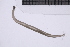  ( - CC00173)  @11 [ ] by-nc-sa (2024) Luis Martell University Museum of Bergen, Natural History Collections