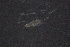  ( - PZ0112)  @11 [ ] by-nc-sa (2025) Luis Martell University Museum of Bergen, Natural History Collections
