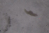  ( - PZ0130)  @11 [ ] by-nc-sa (2025) Luis Martell University Museum of Bergen, Natural History Collections