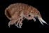  ( - PZ0417)  @11 [ ] by-nc-sa (2025) Luis Martell University Museum of Bergen, Natural History Collections
