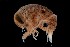  ( - PZ0418)  @11 [ ] by-nc-sa (2025) Luis Martell University Museum of Bergen, Natural History Collections