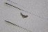  ( - PZ0679)  @11 [ ] by-nc-sa (2025) Luis Martell University Museum of Bergen, Natural History Collections