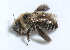  (Diadasia bituberculata - BIOUG01202-C04)  @14 [ ] CreativeCommons - Attribution (2011) Peter Bryant Centre for Biodiversity Genomics
