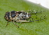  (Diceroprocta apache - BIOUG01203-H03)  @14 [ ] CreativeCommons - Attribution (2011) Peter Bryant Centre for Biodiversity Genomics
