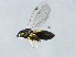  ( - PBCAG-398)  @12 [ ] CreativeCommons - Attribution (2010) CBG Photography Group Centre for Biodiversity Genomics