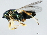  ( - PBCAG-412)  @12 [ ] CreativeCommons - Attribution (2010) CBG Photography Group Centre for Biodiversity Genomics