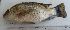  (Oreochromis korogwe - Sample-PBCO035)  @11 [ ] No rights reserved  Unspecified Unspecified