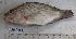  (Oreochromis spilurus - Sample-PBCO075)  @11 [ ] No rights reserved  Unspecified Unspecified