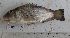  (Oreochromis cf. korogwe - Sample-PBCO119)  @11 [ ] No rights reserved  Unspecified Unspecified