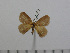  (Stenoglene sp. 2 - BC-Basq 2873)  @12 [ ] Copyright (2011) Patrick Basquin Research Collection of Patrick Basquin