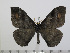  (Hoplojana obscura - BC-Basq 2955)  @15 [ ] Copyright (2011) Patrick Basquin Research Collection of Patrick Basquin