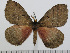  ( - BC-Basq 2958)  @14 [ ] Copyright (2011) Patrick Basquin Research Collection of Patrick Basquin