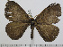  ( - BC-Basq 2960)  @11 [ ] Copyright (2011) Patrick Basquin Research Collection of Patrick Basquin