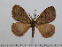  ( - BC-Basq 2961)  @14 [ ] Copyright (2011) Patrick Basquin Research Collection of Patrick Basquin