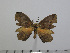  ( - BC-Basq 2977)  @11 [ ] Copyright (2011) Patrick Basquin Research Collection of Patrick Basquin