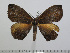  ( - BC-Basq 2992)  @13 [ ] Copyright (2011) Patrick Basquin Research Collection of Patrick Basquin