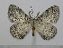  (Phiala speudatomaria - BC-Basq 3026)  @14 [ ] Copyright (2011) Patrick Basquin Research Collection of Patrick Basquin