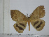  (Jana sp - BC-Basq 3087)  @14 [ ] Copyright (2011) Patrick Basquin Research Collection of Patrick Basquin