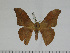  ( - BC-Basq 3145)  @13 [ ] Copyright (2011) Patrick Basquin Research Collection of Patrick Basquin