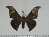  ( - BC-Basq 3170)  @13 [ ] Copyright (2011) Patrick Basquin Research Collection of Patrick Basquin