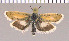  ( - yellow-10)  @11 [ ] Unspecified (default): All Rights Reserved  Unspecified Unspecified
