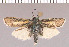  (Brachodes dispar - yellow-111)  @14 [ ] Unspecified (default): All Rights Reserved  Unspecified Unspecified