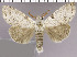  (Calliteara postfusca - red-143)  @15 [ ] Unspecified (default): All Rights Reserved  Unspecified Unspecified