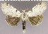  (Calliteara contexta - red-156)  @14 [ ] Unspecified (default): All Rights Reserved  Unspecified Unspecified