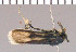  (Brachodes exilis - yellow-156)  @12 [ ] Unspecified (default): All Rights Reserved  Unspecified Unspecified