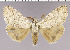  (Calliteara wilemani - red-159)  @14 [ ] Unspecified (default): All Rights Reserved  Unspecified Unspecified
