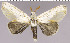  (Calliteara lairdae - red-161)  @14 [ ] Unspecified (default): All Rights Reserved  Unspecified Unspecified