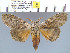  (Calliteara strigata - yellow-168)  @14 [ ] Unspecified (default): All Rights Reserved  Unspecified Unspecified