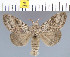 (Calliteara brunnescens - yellow-179)  @14 [ ] Unspecified (default): All Rights Reserved  Unspecified Unspecified