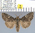  (Calliteara conjuncta - yellow-182)  @13 [ ] Unspecified (default): All Rights Reserved  Unspecified Unspecified